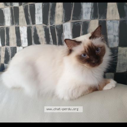 Foto 1/1 Kat teruggevonden Vermist in Jumet