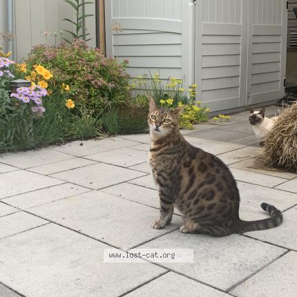 Photo 1/1 Cat reunited Lost in Kanata