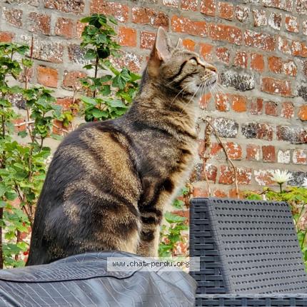 Foto 1/1 Kat teruggevonden Vermist in Braine Lalleud