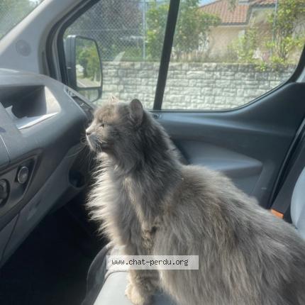 Foto einer verlorenen Katze in Le Mont