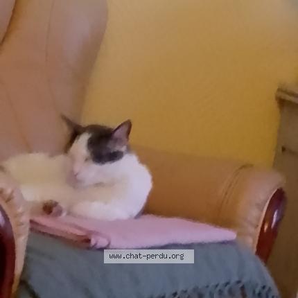 Foto 1/1 Kat teruggevonden Vermist in Montignies Sur Sambre