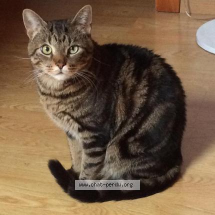 Foto 1/1 Wiedergefundene Katze Verloren in Neuchatel