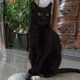 Picture of cat lost at Erdeven