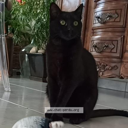 Photo 1/1 Cat reunited Lost in Erdeven