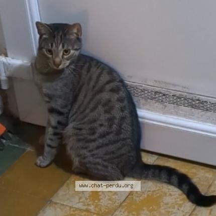 Foto 1/1 Kat teruggevonden Vermist in Nivelles