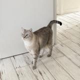 Picture of cat lost at Fouras