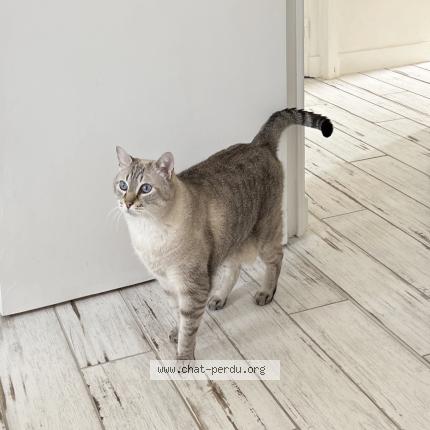 Photo 1/1 Monique Bonnin Chat lost in Fouras