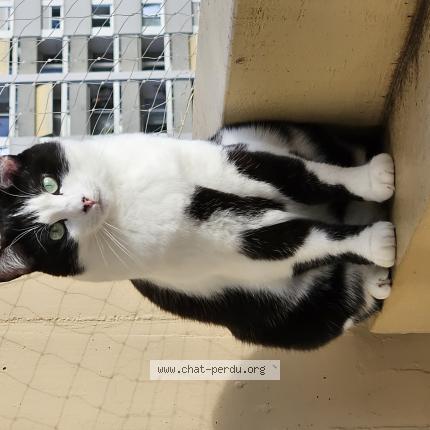 Foto einer verlorenen Katze in Geneve