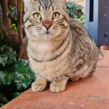 Picture of cat lost at Fontenilles