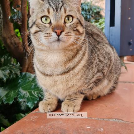 Photo 1/1 Cat reunited Lost in Fontenilles