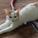 Picture of cat lost at Lille