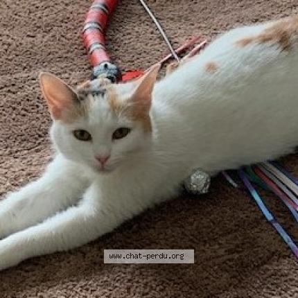 Photo 1/1 MISS Chat lost in Lille