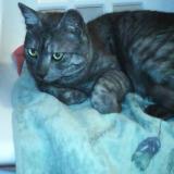 Picture of cat lost at Pau