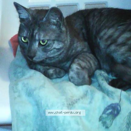 Photo 1/1 Cat reunited Lost in Pau