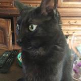 Picture of cat lost at Le Caylar