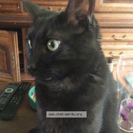 Photo 1/1 Cat reunited Lost in Le caylar