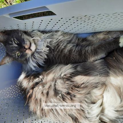 Foto van vermiste kat in Jambes