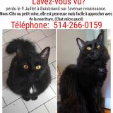Picture of cat lost at Boisbriand