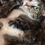 Picture of cat lost at Void Vacon