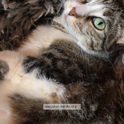 Photo 1/1 Choupette Chat lost in Void vacon