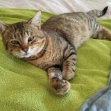 Picture of cat lost at Chauray