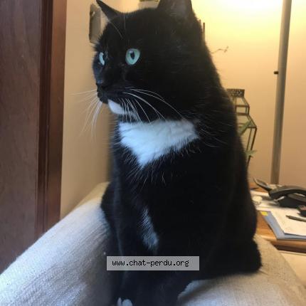 Foto 1/1 Kat teruggevonden Vermist in Bruxelles