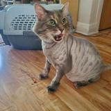 Picture of cat lost at Montreal