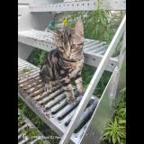 Picture of cat lost at Quebec