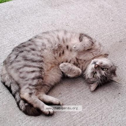 Foto 1/1 Kat teruggevonden Vermist in Hermalle Sous Huy