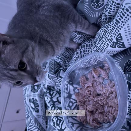 Photo 1/1 Reunited cat Found in Ridgefield Ct