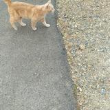 Picture of cat lost at Le Mans