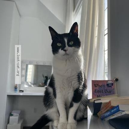 Photo 1/2 Reunited cat Lost in Etobicoke