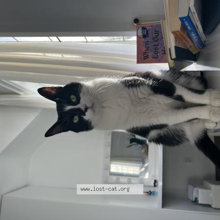 Photo 2/2 Reunited cat Lost in Etobicoke