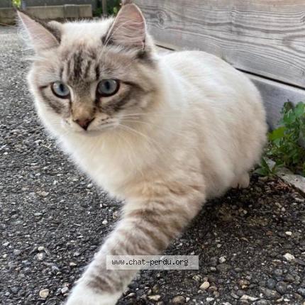 Foto einer verlorenen Katze in Saint Blaise