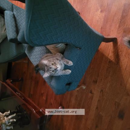 Photo 1/1 Cat reunited Lost in Stittsville