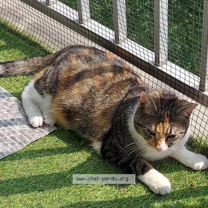 Foto 1/2 Kat teruggevonden Vermist in Bruxelles