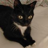 Picture of cat lost at Ollioules