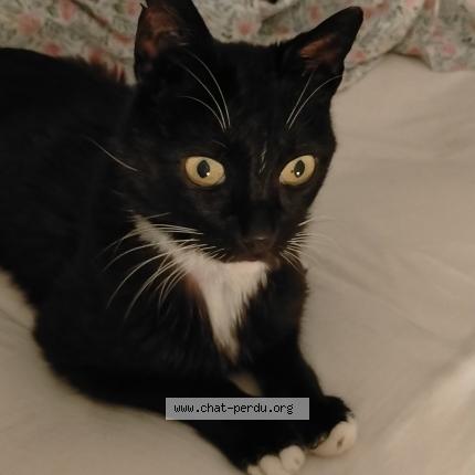 Photo 1/1 Domino Chat lost in Ollioules