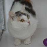 Picture of cat lost at Brest