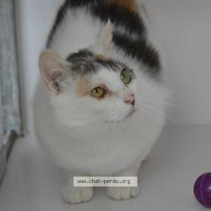 Photo 1/1 Morticia Chat lost in Brest