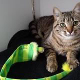 Picture of cat lost at Grisolles