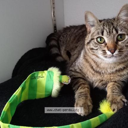 Photo 1/1 Alba Chat lost in Grisolles