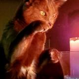 Picture of cat lost at Whitchurch Stouffville