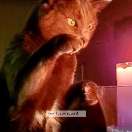 Photo 1/1 Cat reunited Lost in Whitchurch stouffville