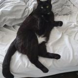 Picture of cat lost at Orleans