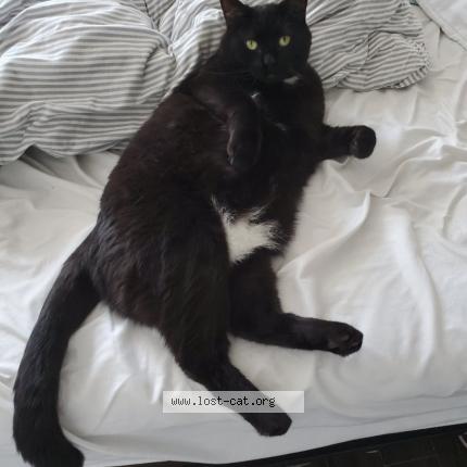 Photo 1/1 Cat reunited Lost in Orleans