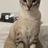 Picture of cat lost at Lalbenque