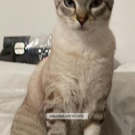 Photo 1/1 Cat reunited Lost in Lalbenque