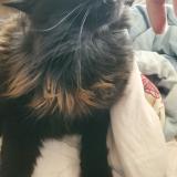 Picture of cat lost at Campbell River