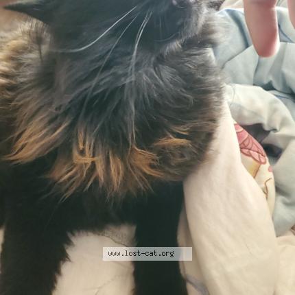 Photo 1/1 Cat reunited Lost in Campbell river